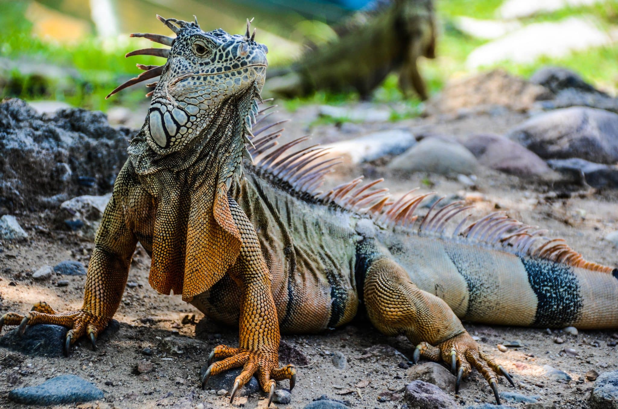 'Python Cowboy' Takes Aim To Control Florida's Invasive Iguanas | Hook ...