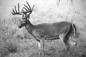 booner whitetail