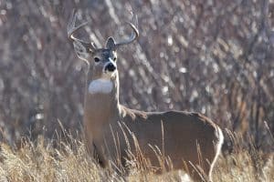 whitetail rut