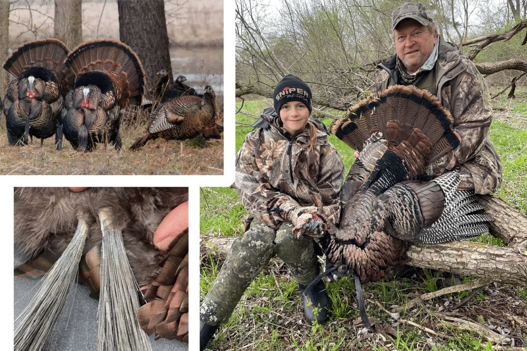 Double-bearded gobbler, strutters