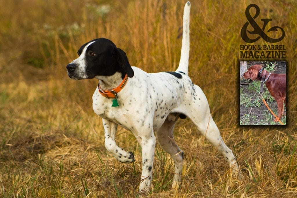 training a pointer dog