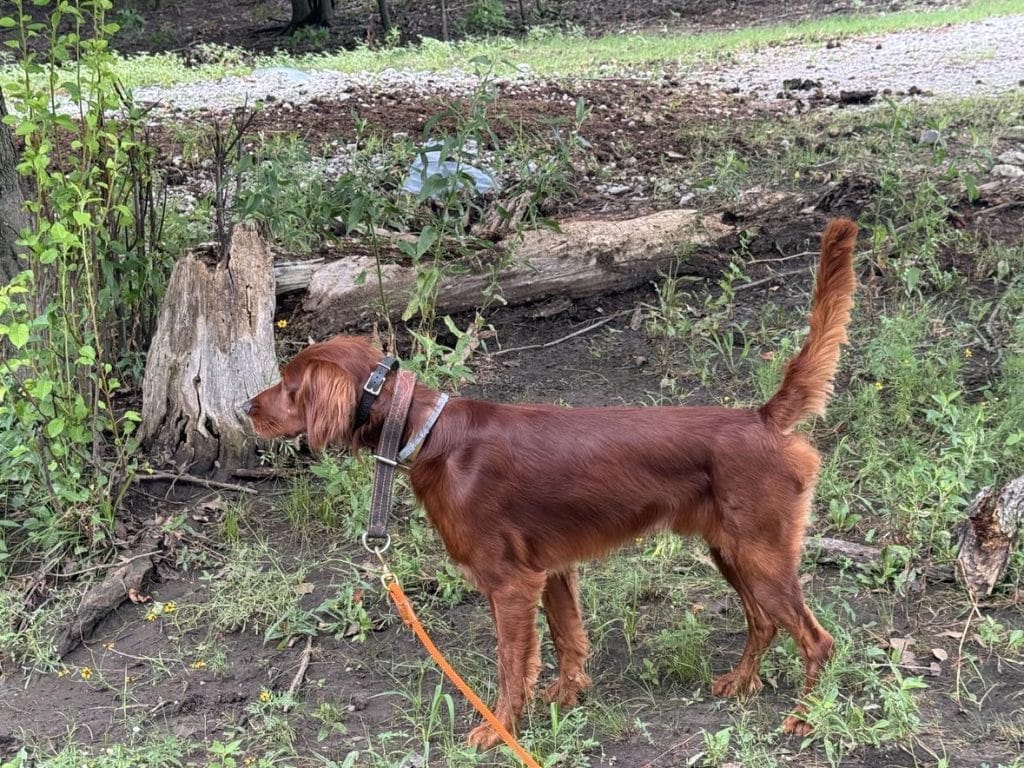 training an irish setter