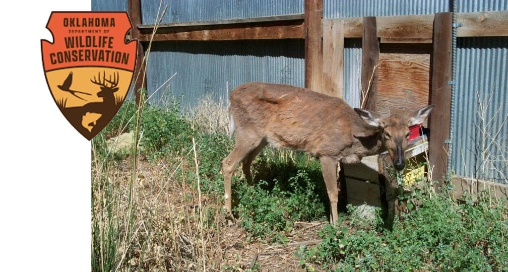 deer with chronic wasting disease