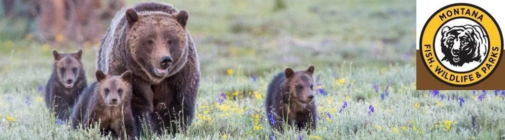 Three Grizzly Bears Killed in Montana 