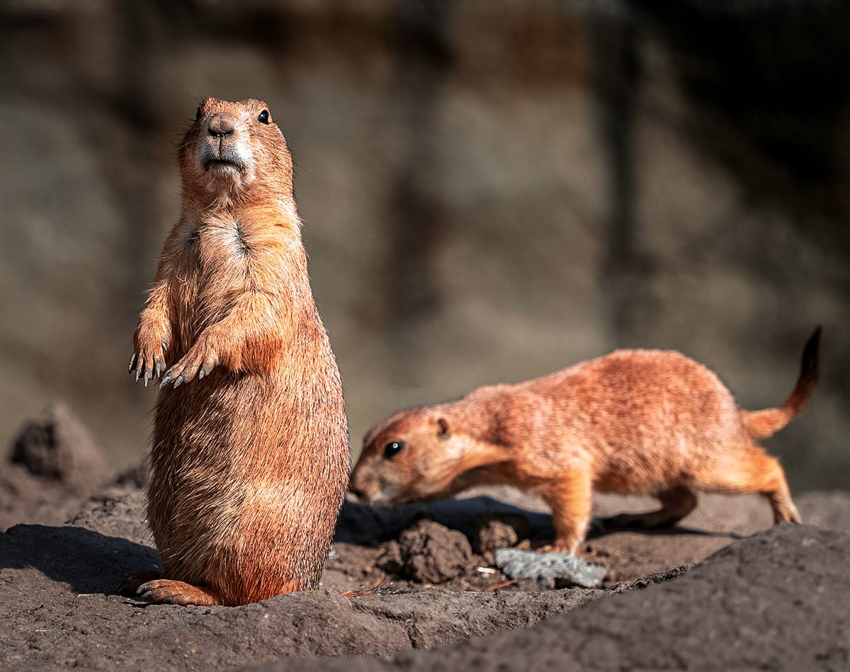 prairie dogs