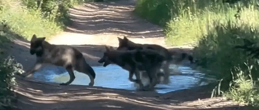 Colorado Relocating Problem Wolves 