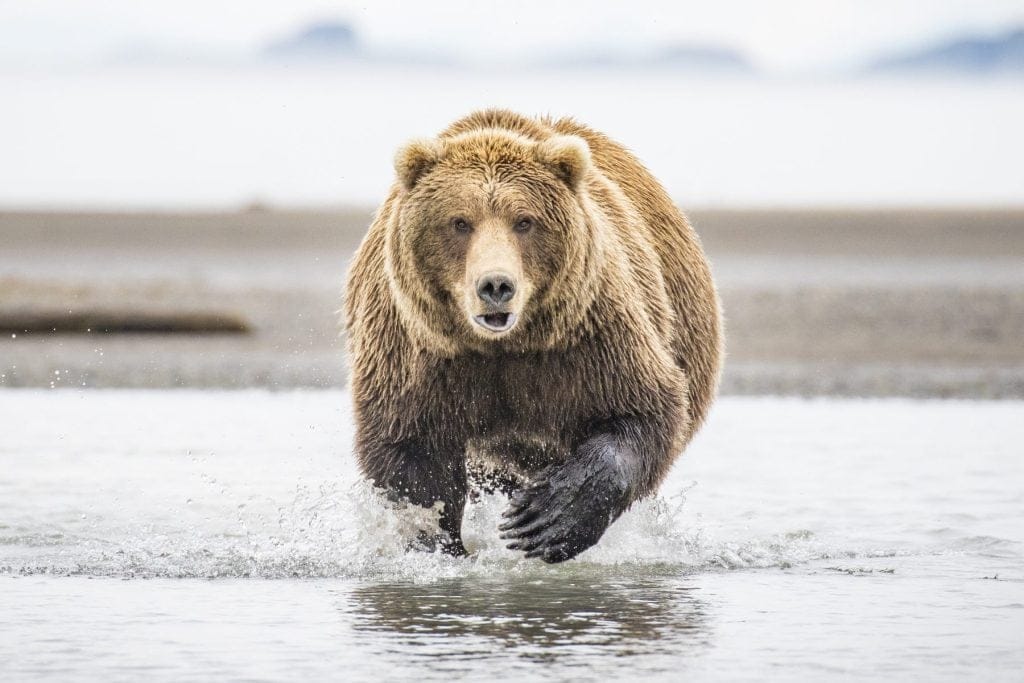 Fat grizzly bear on the prowl