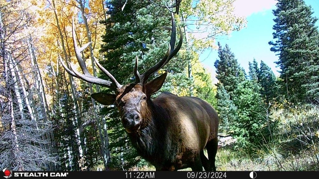 bull elk in colorado